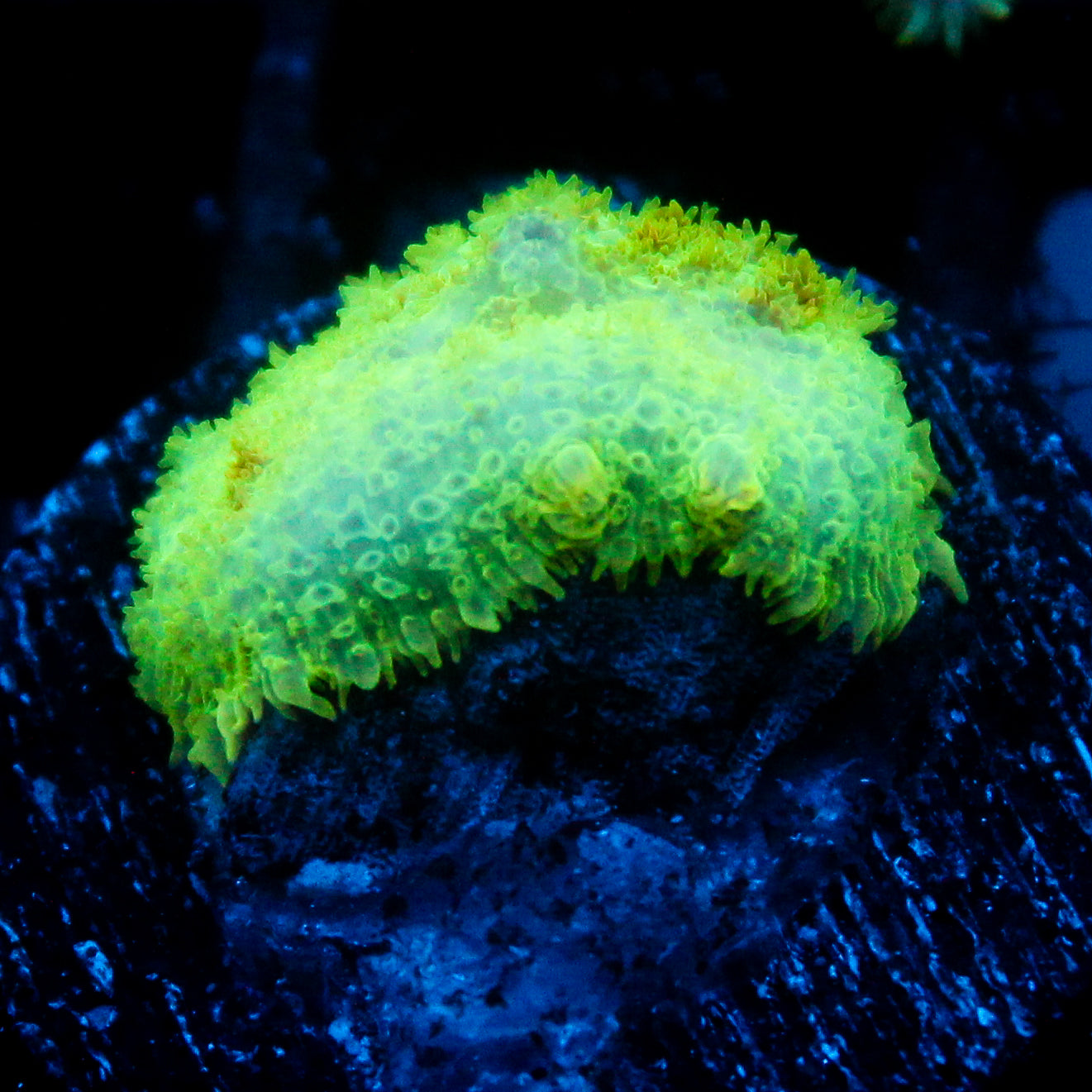 JC Lush Mesa Rhodactis