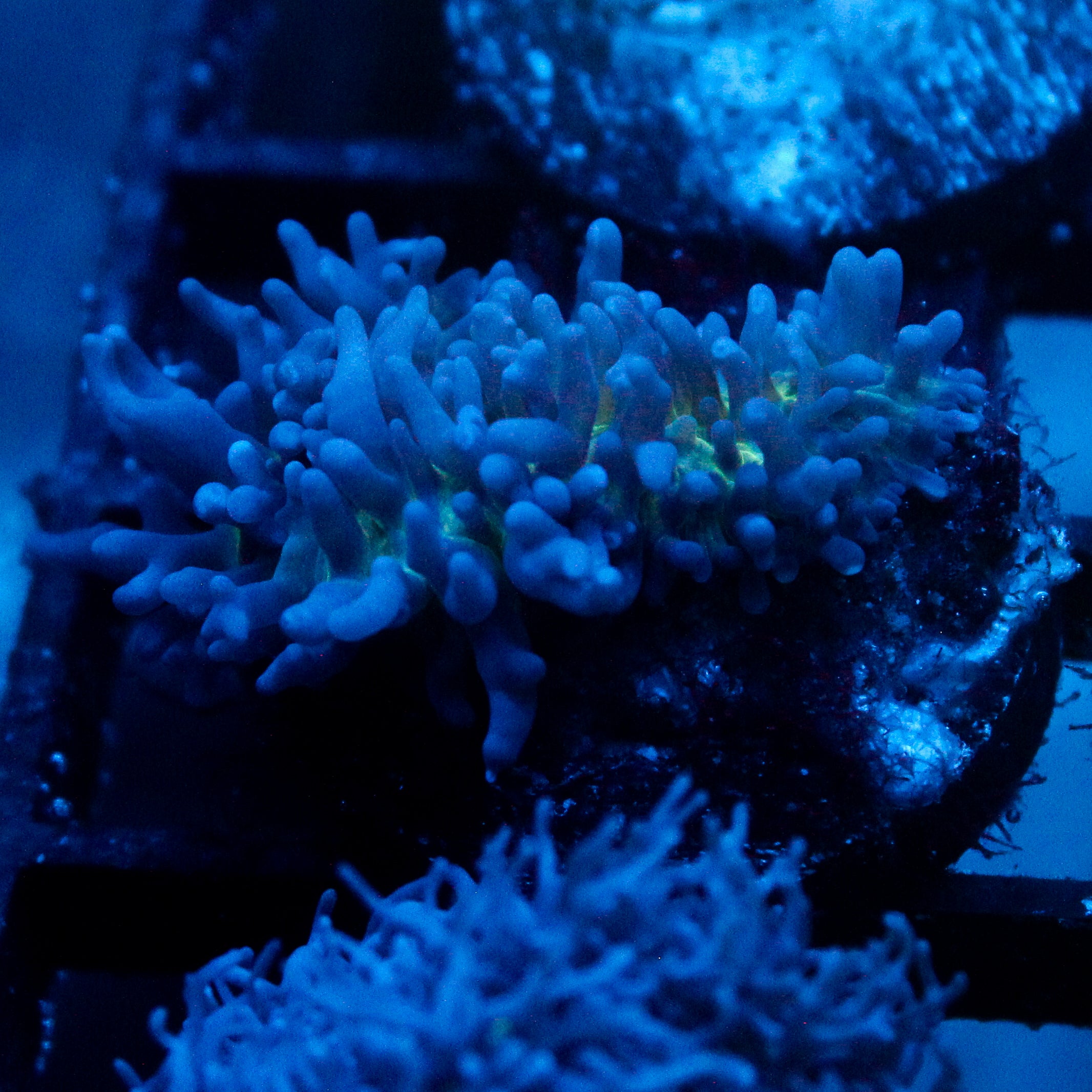 JC Fuzzy Mushroom
