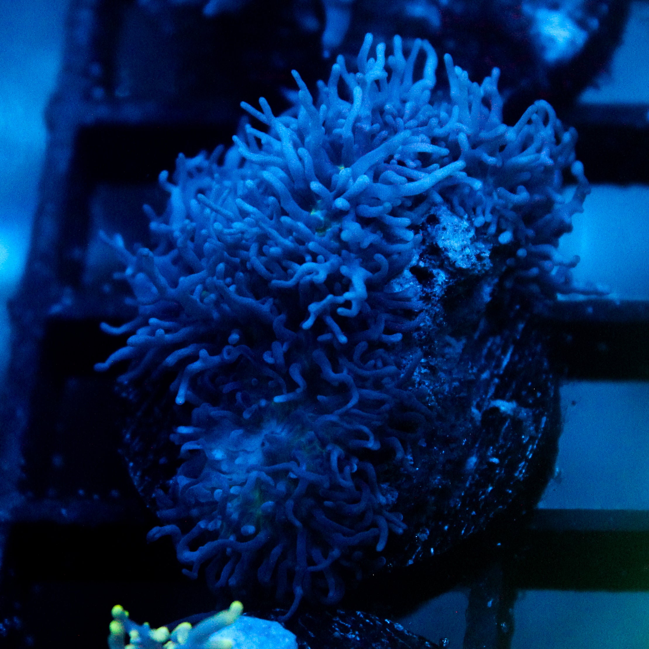 JC Fuzzy Mushroom