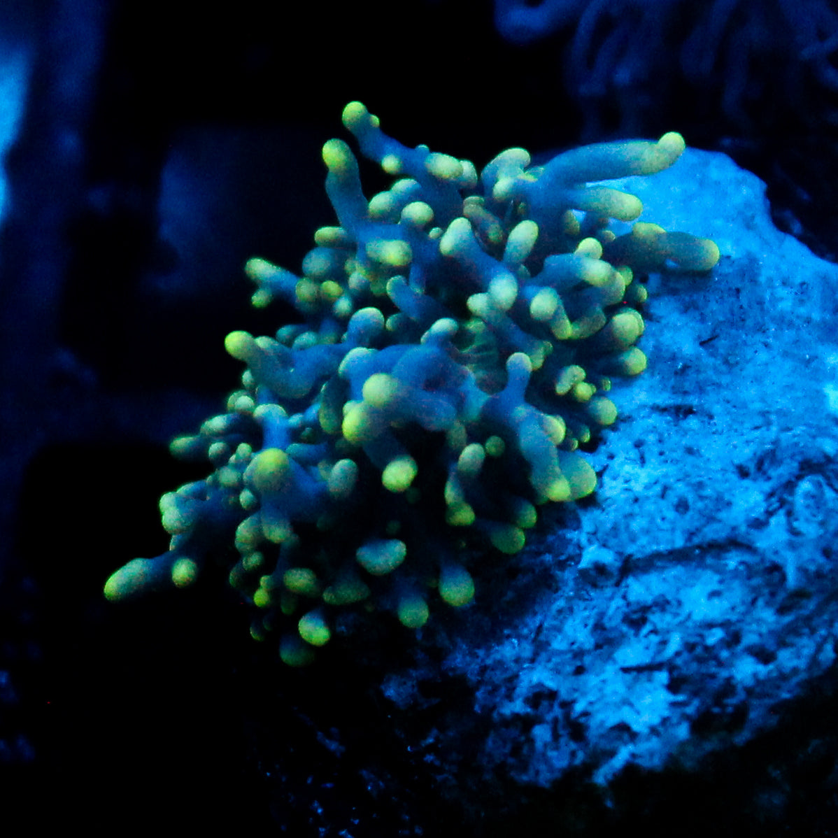 JC Fuzzy Wonder Mushroom