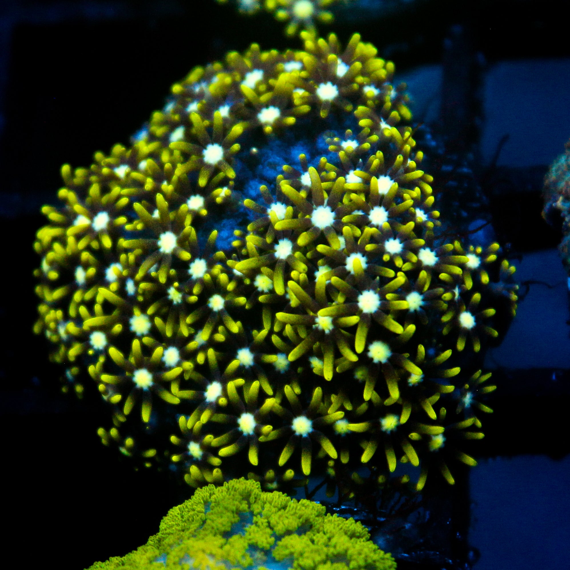 JC Ghoul Polyp GSP