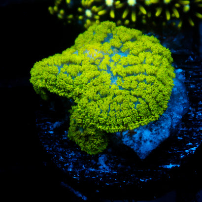 JC Neon Green Rhodactis