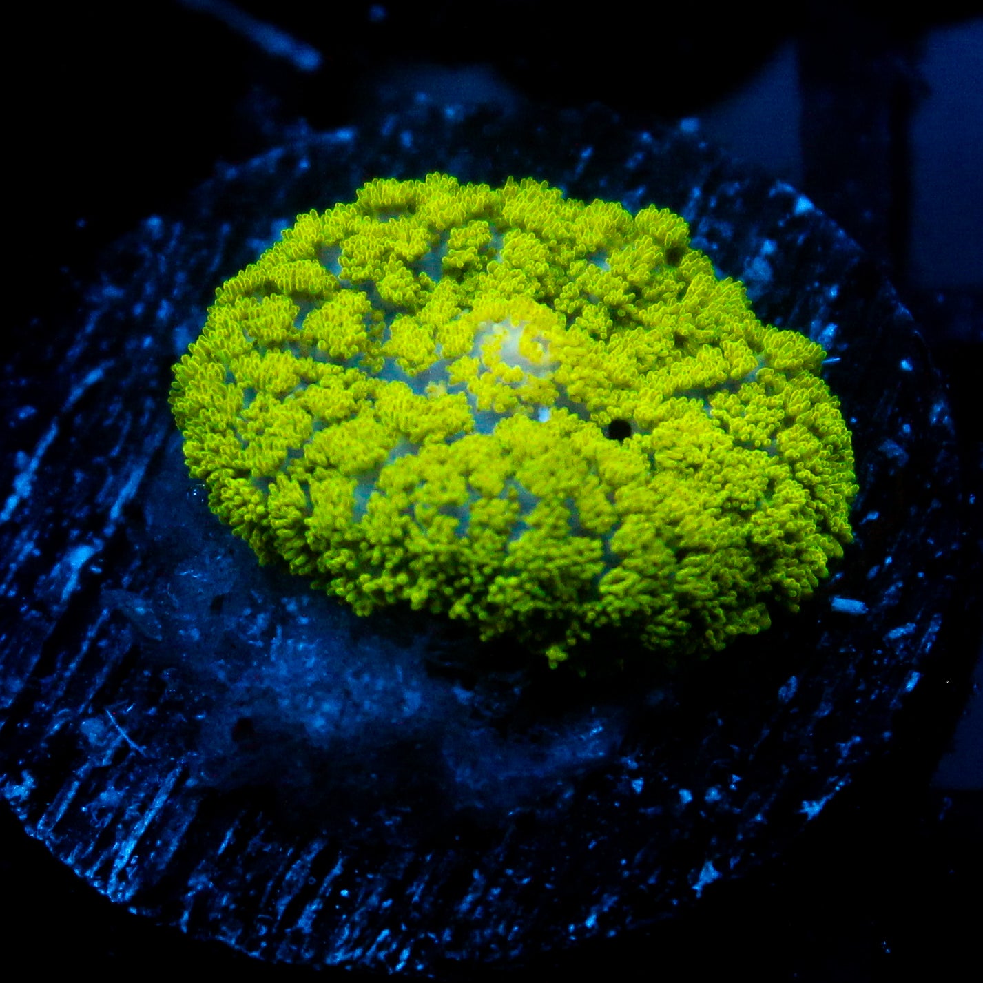 JC Neon Green Rhodactis