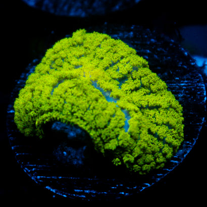 JC Neon Green Rhodactis