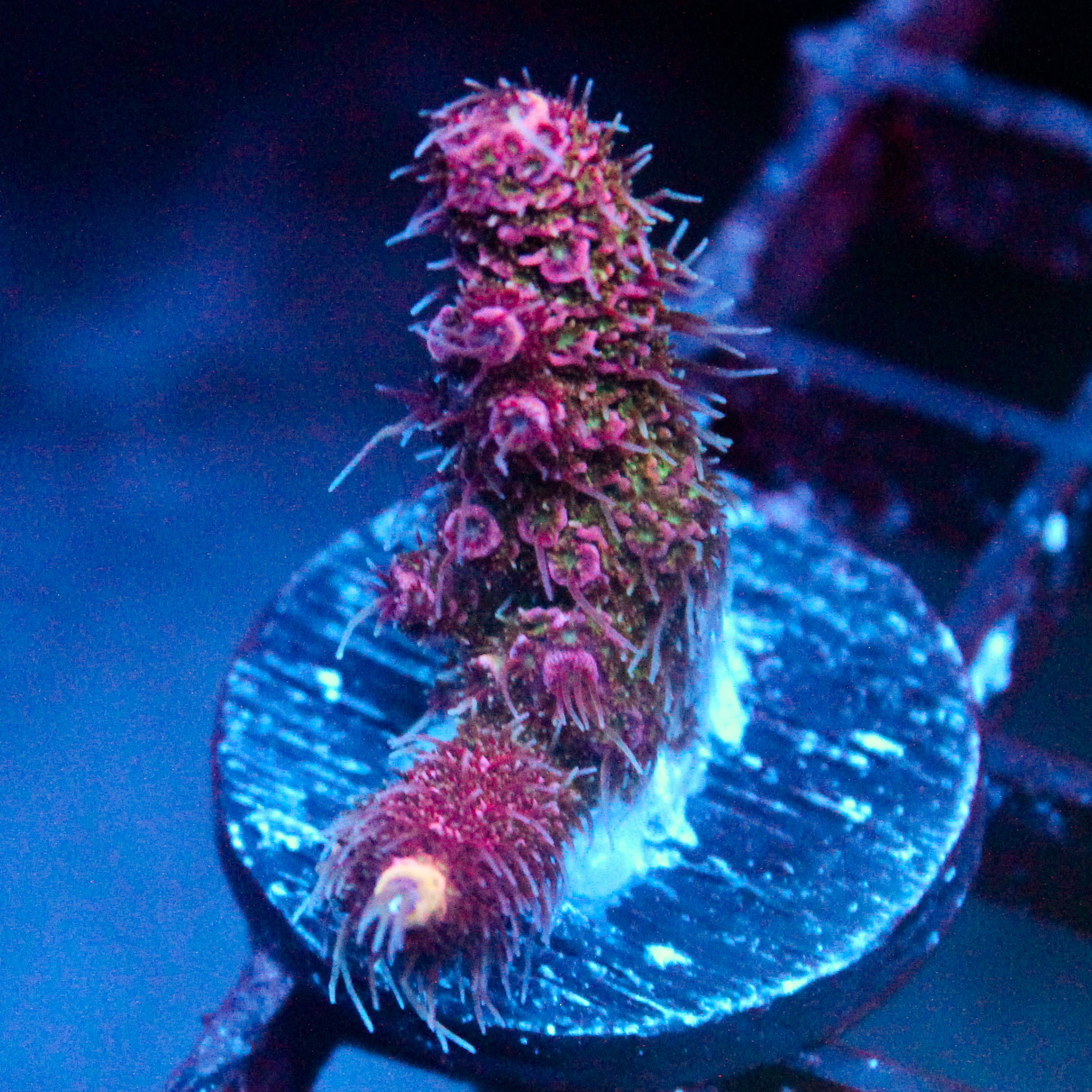 JC Pink Tip Acro