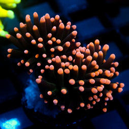 JC Pink Tip Hurricane Torch Splitting