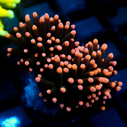 JC Pink Tip Hurricane Torch Splitting