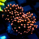 JC Pink Tip Hurricane Torch Splitting