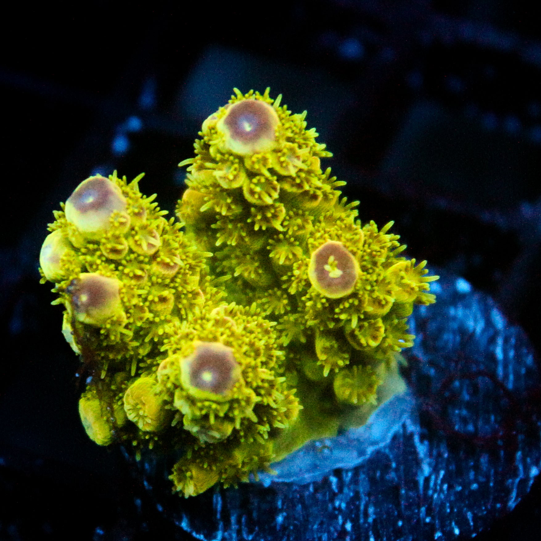JC Electric Grove Acro