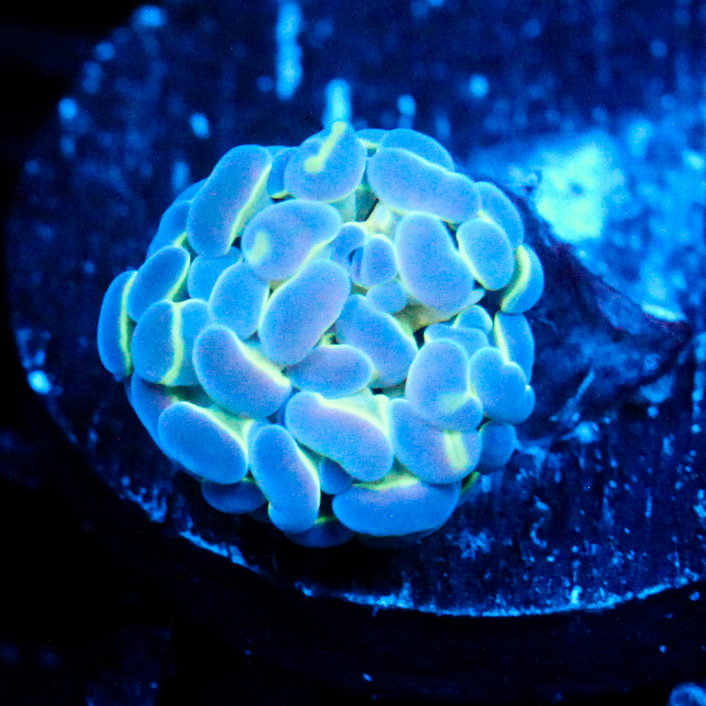 JC Hologram Hammer