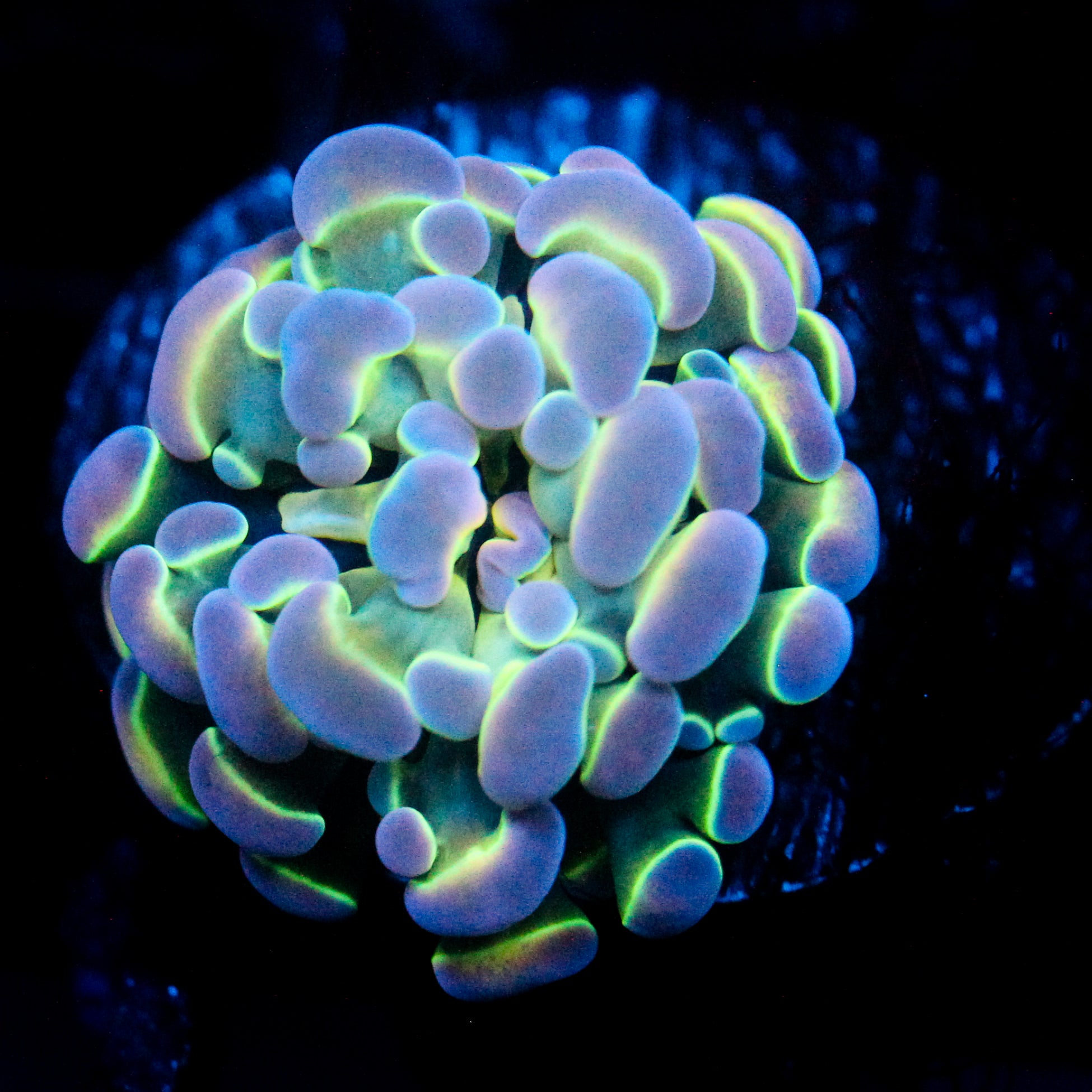 Ultra Hologram Hammer