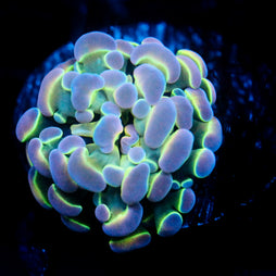 Ultra Hologram Hammer