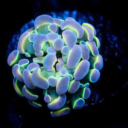 Ultra Hologram Hammer