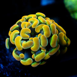 JC Rainbow Gold Hammer