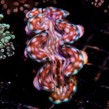 JC Biota Squamosa