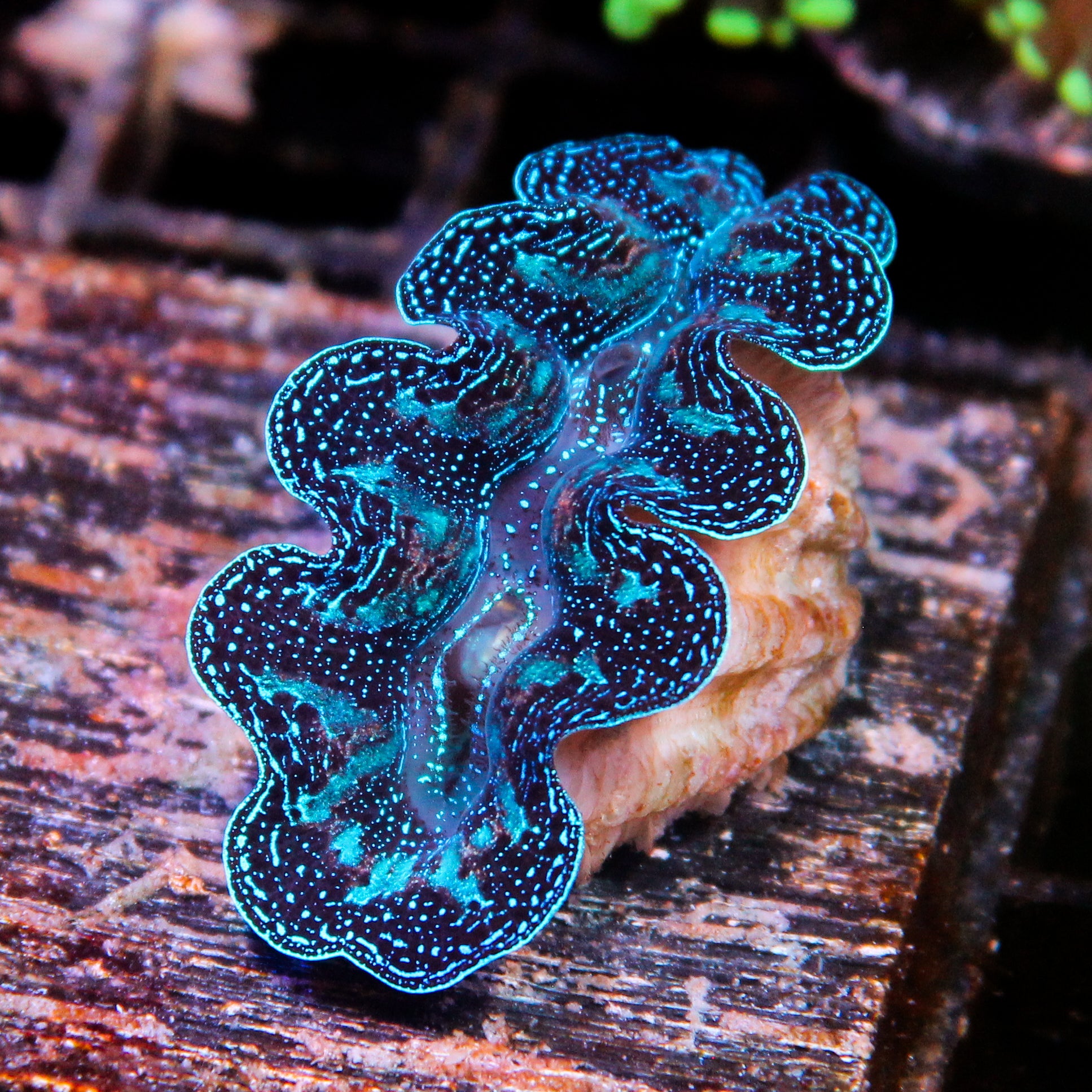 JC Biota Ultra Crocea Gold Flecks