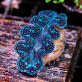 JC Biota Ultra Crocea Gold Flecks