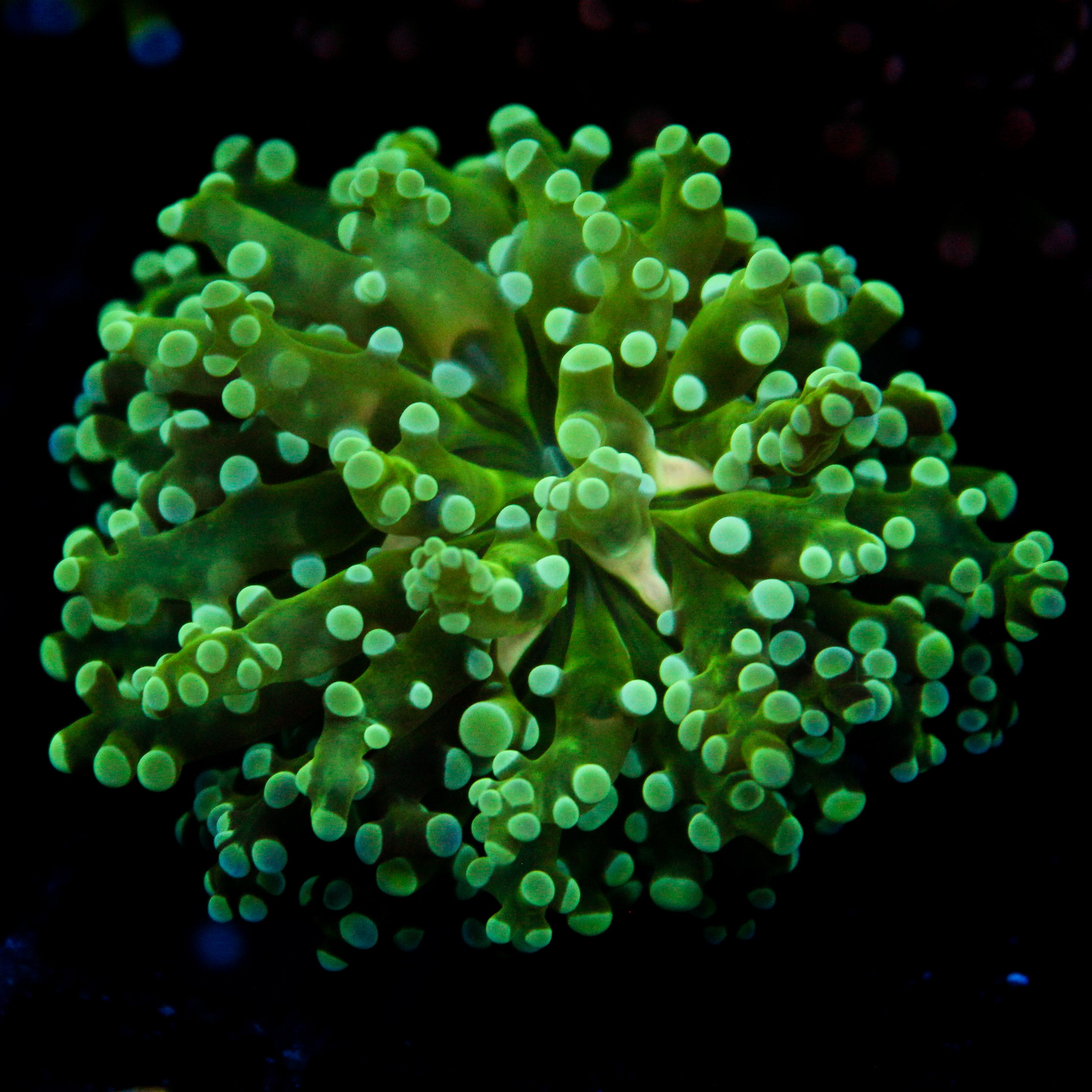 JC Fresh Breath Frogspawn