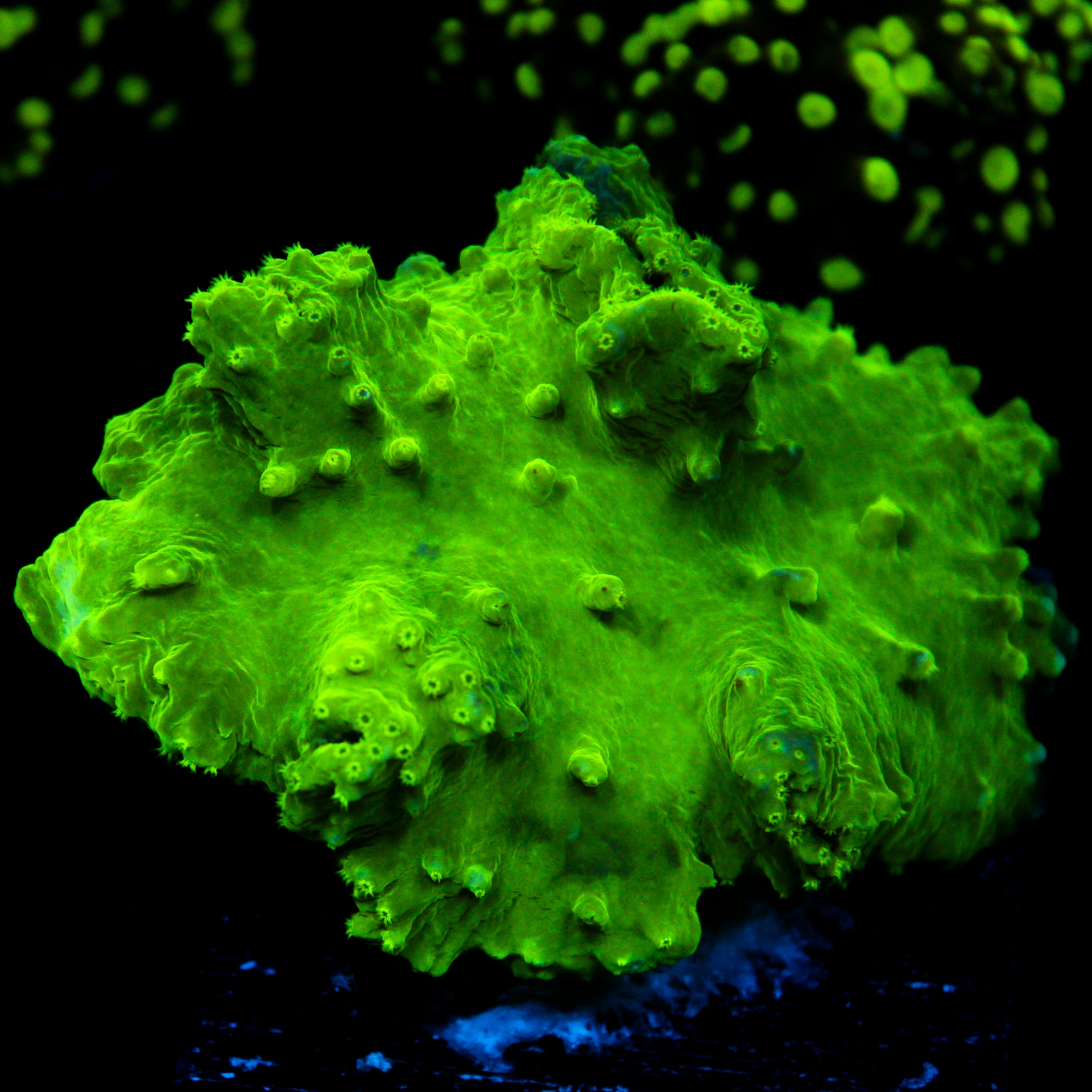 JC Neon Green Cabbage Coral