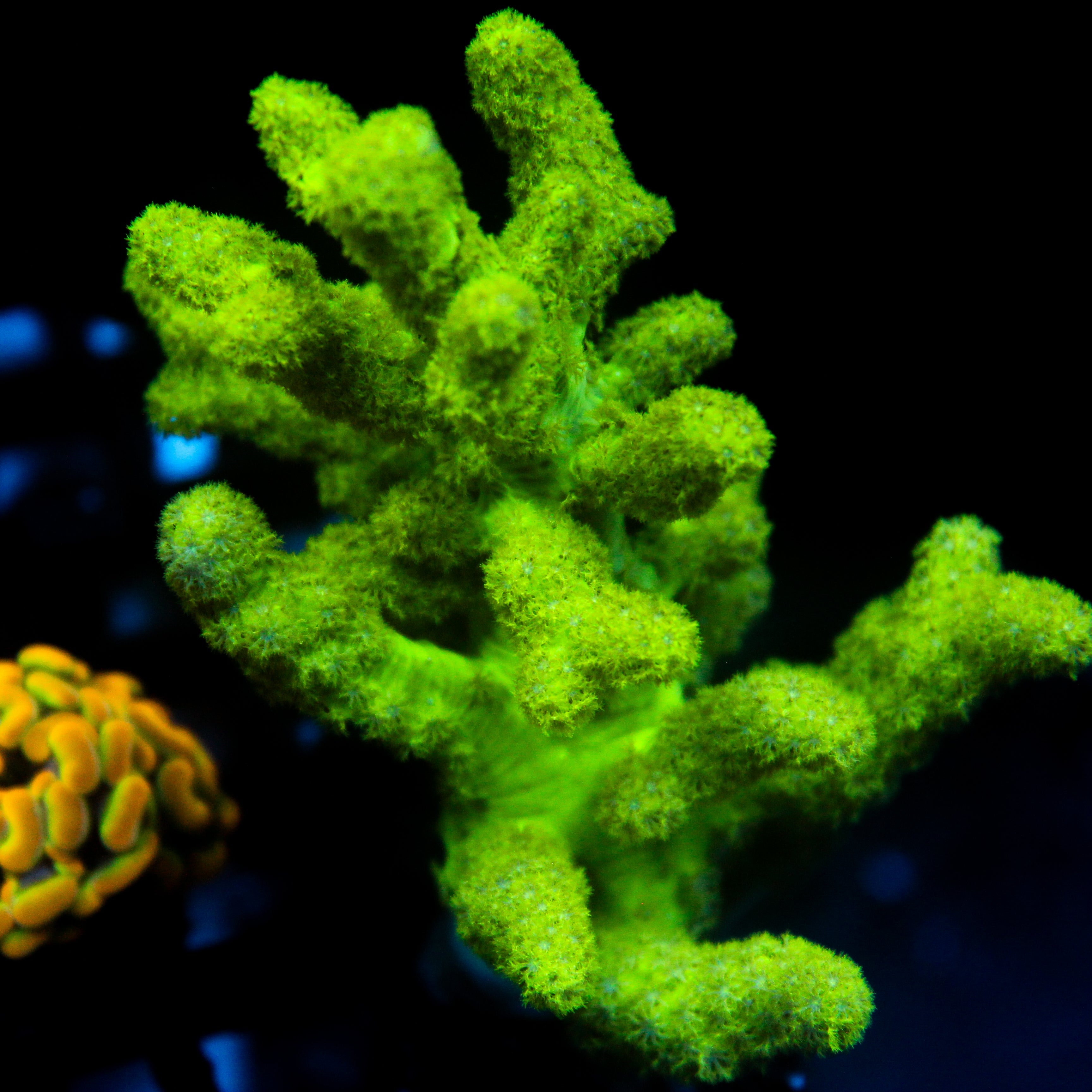 JC Neon Green Sinularia Frag Aquacultured