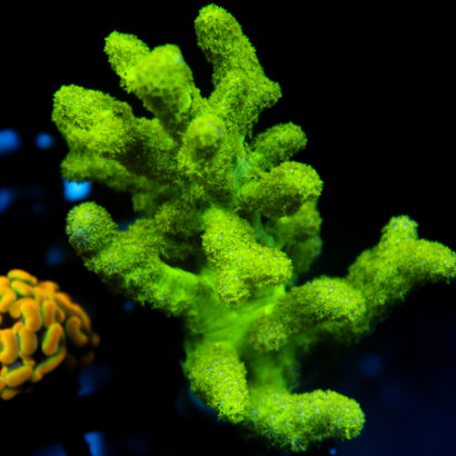 JC Neon Green Sinularia Frag Aquacultured