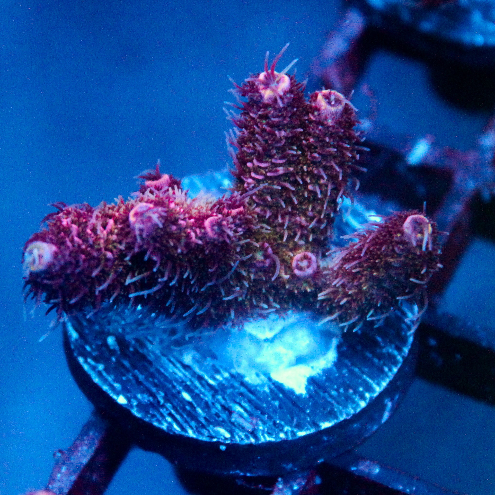 JC Pink Tip Acro