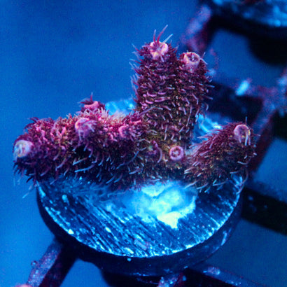 JC Pink Tip Acro