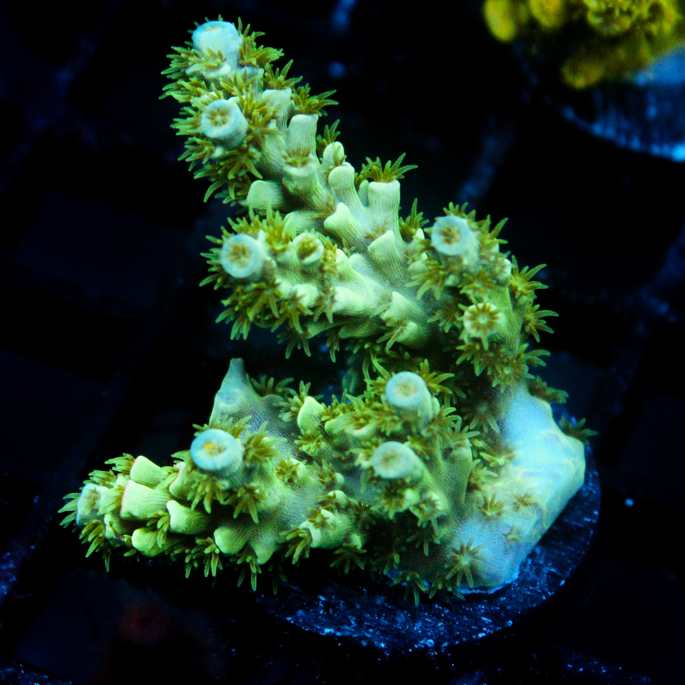 JC Green Furr Acro