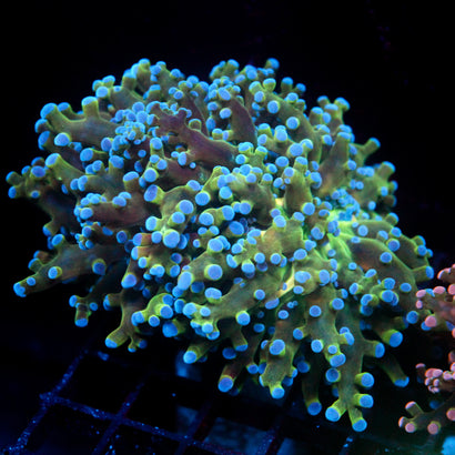 JC Hulk Buster Frogspawn (Very Chunky)