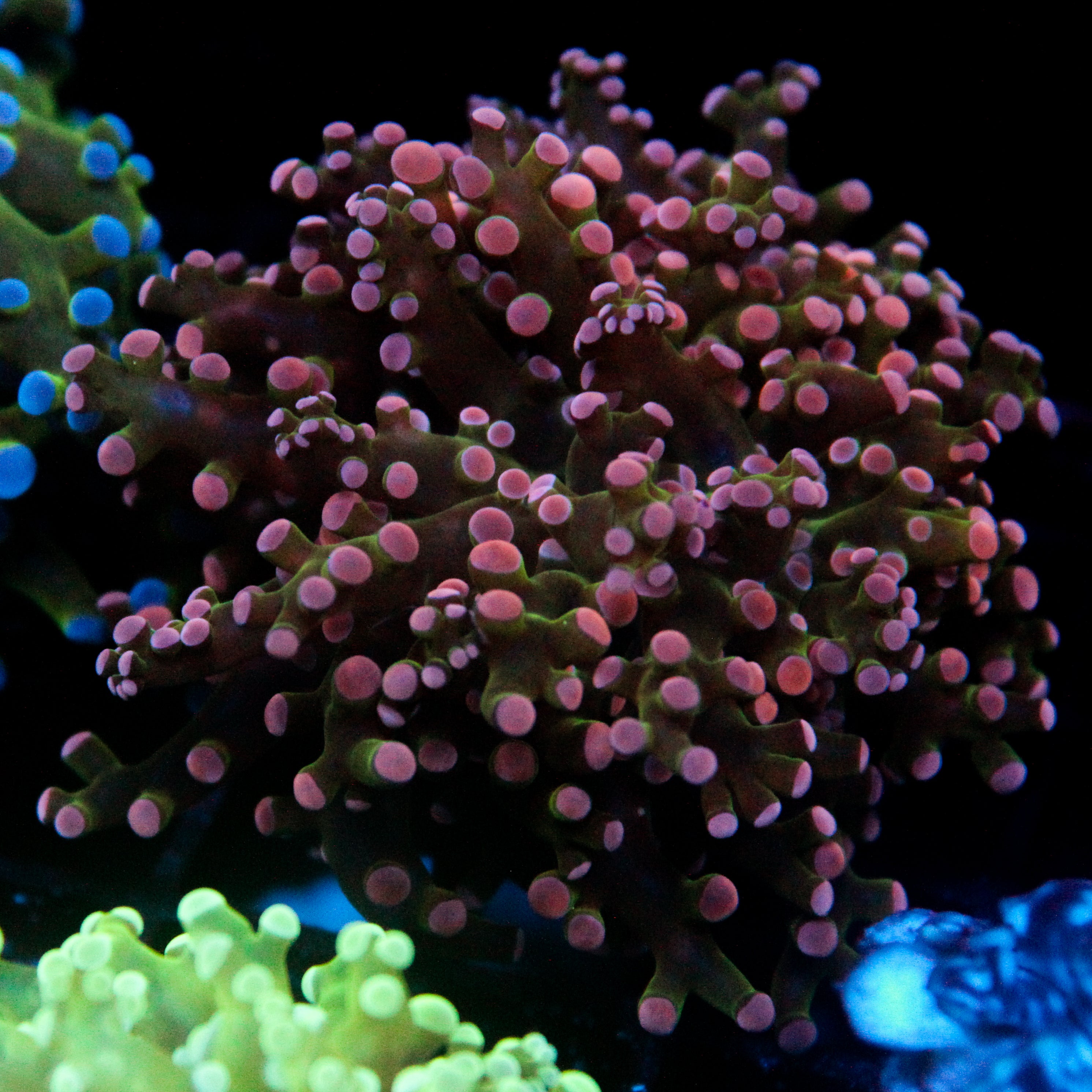 JC Pink Tip Frogspawn