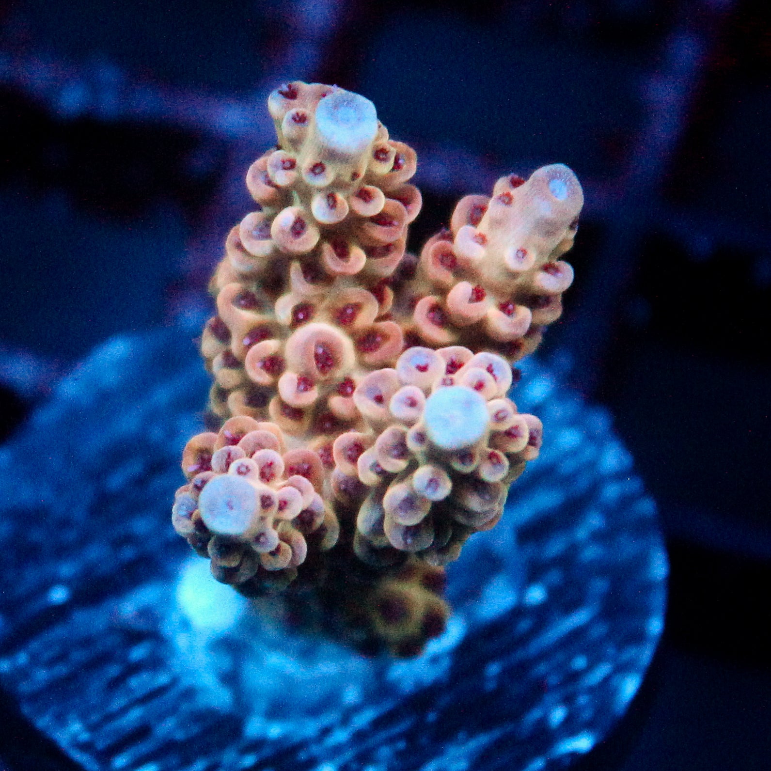 JC Pink Whisper Acro