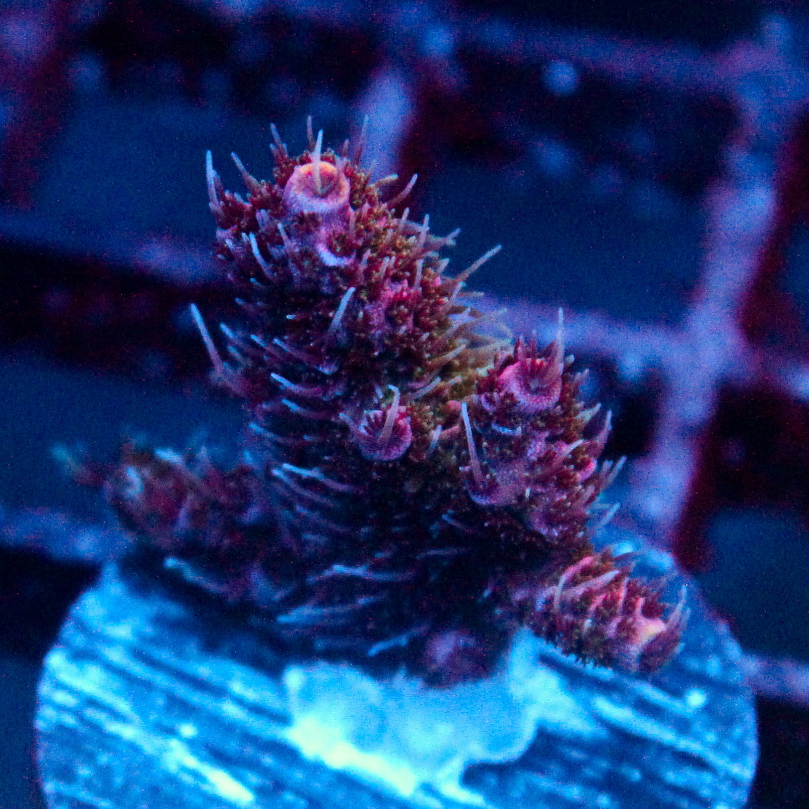 JC Purple Flux Acro