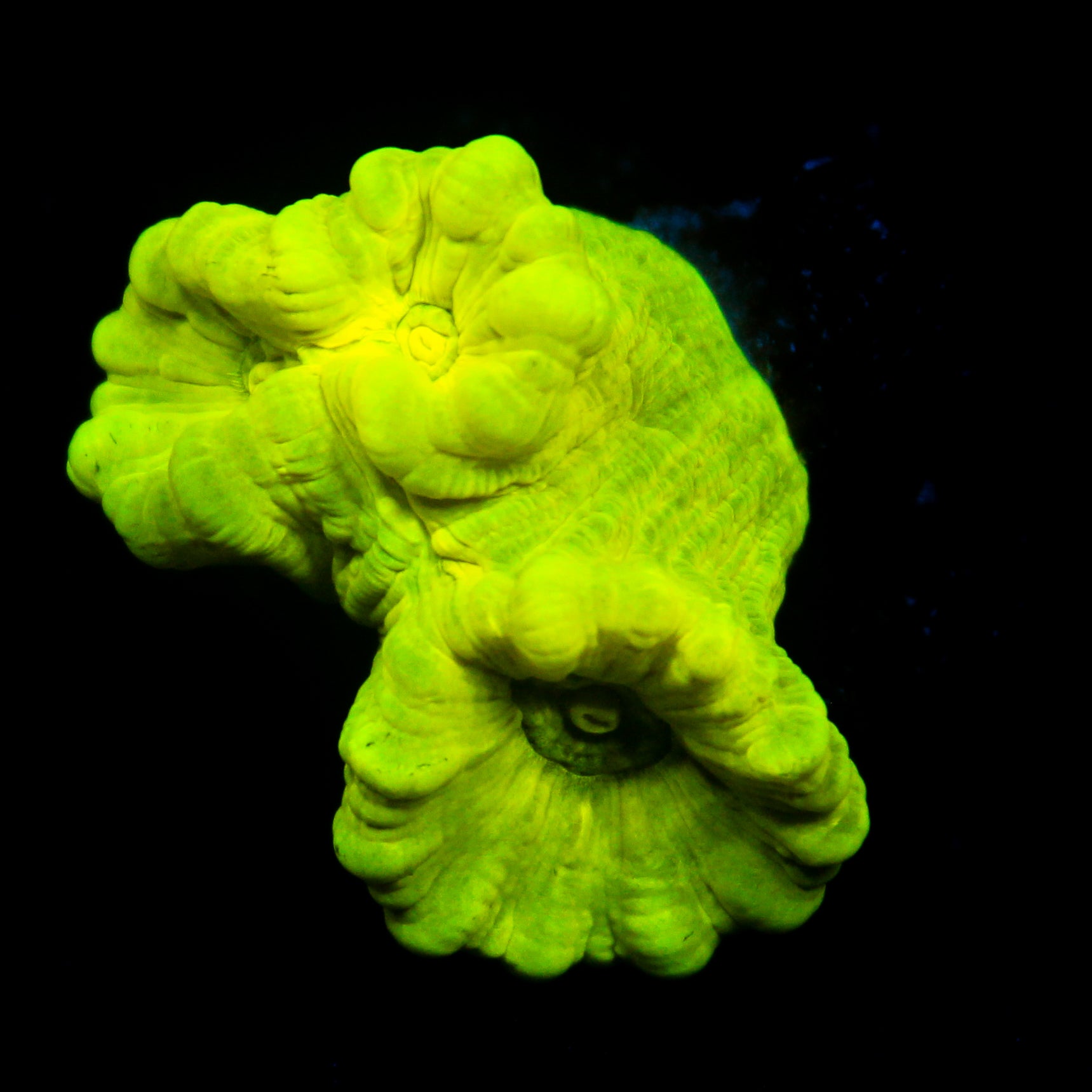 JC Neon Green Trumpet