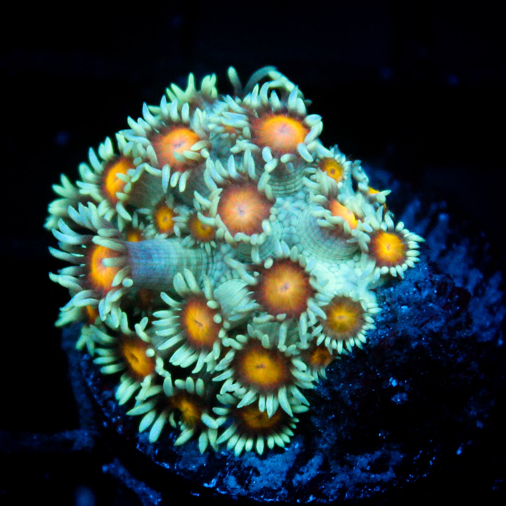 JC Sunflower Goni