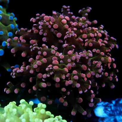 JC Pink Tip Frogspawn