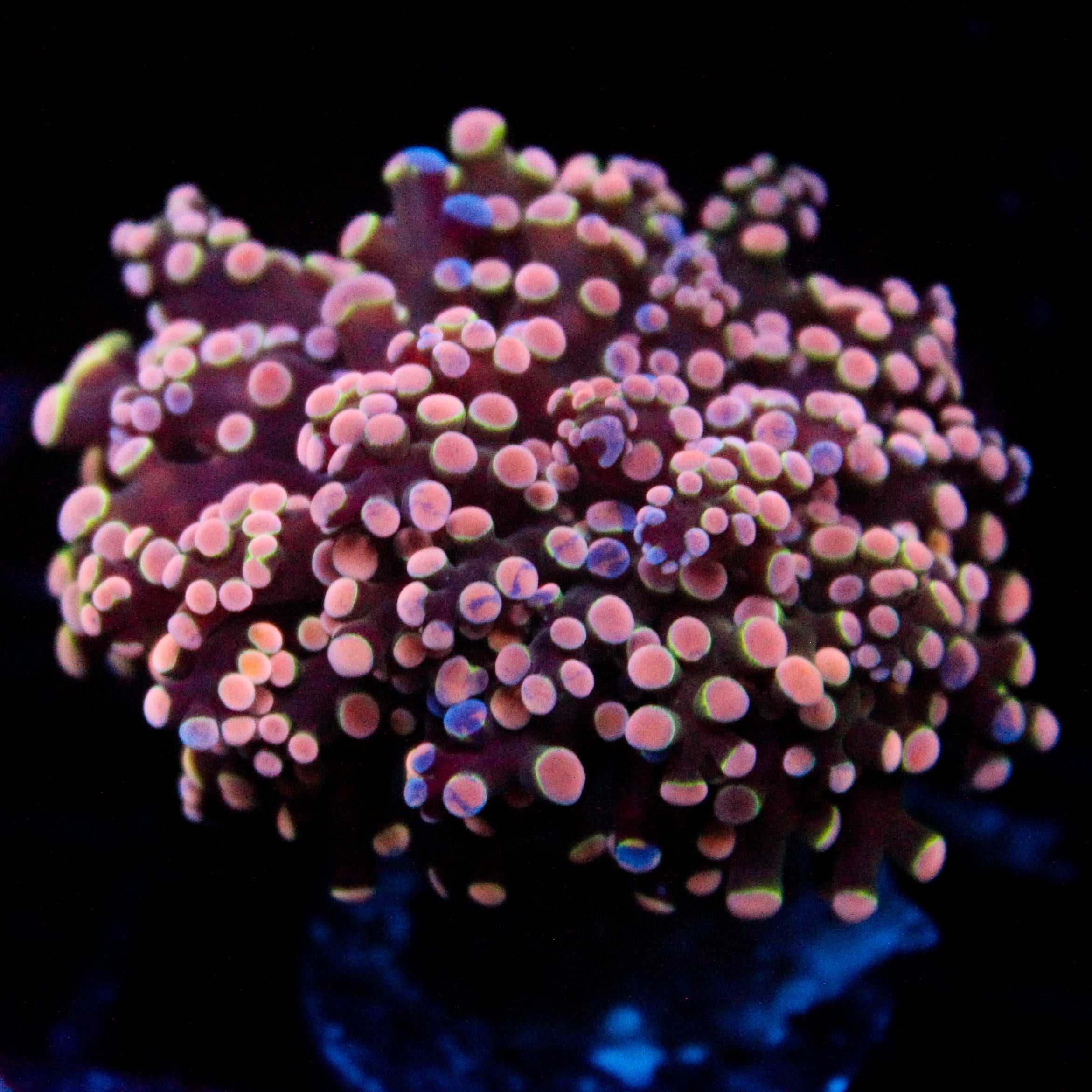 JC Pink Splatter Frogspawn (Last one)