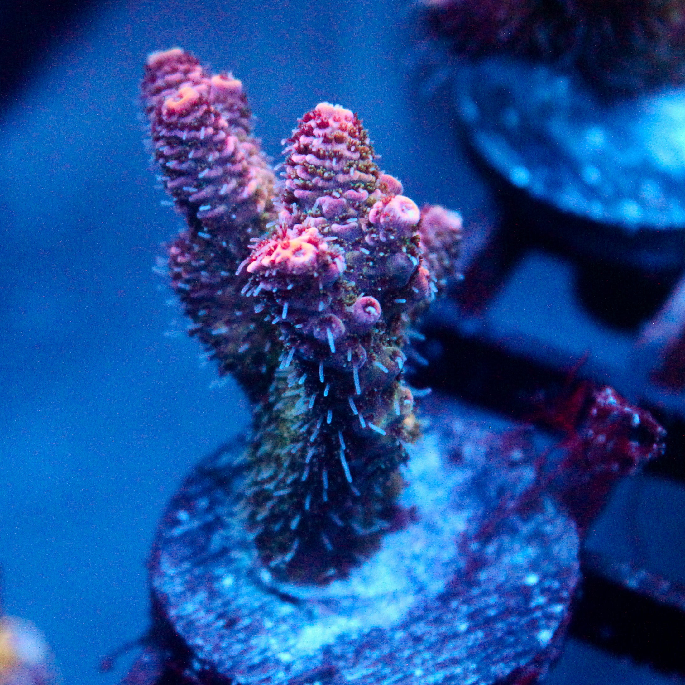 JC Pink Dancer Acro