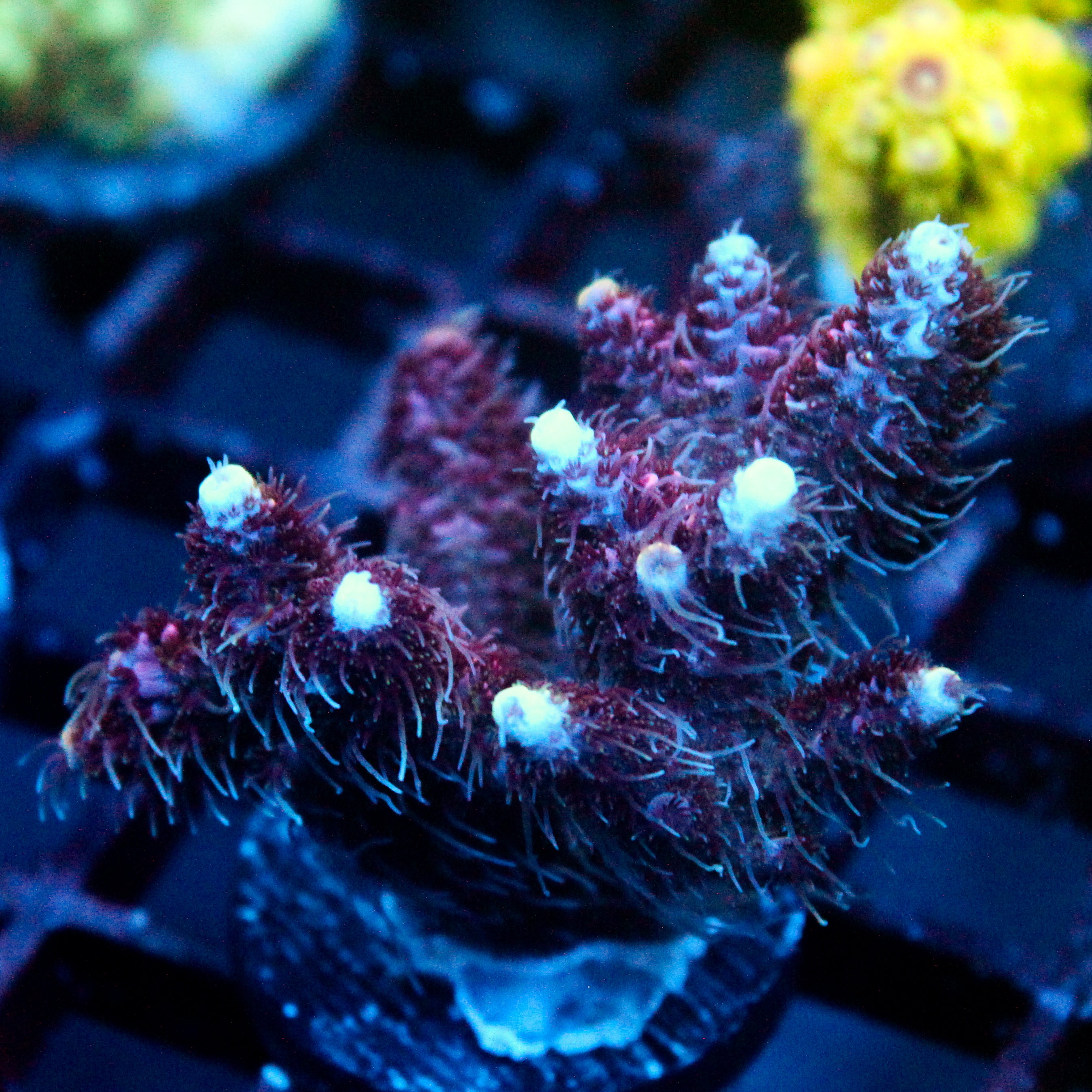 JC Purple Princess Acro