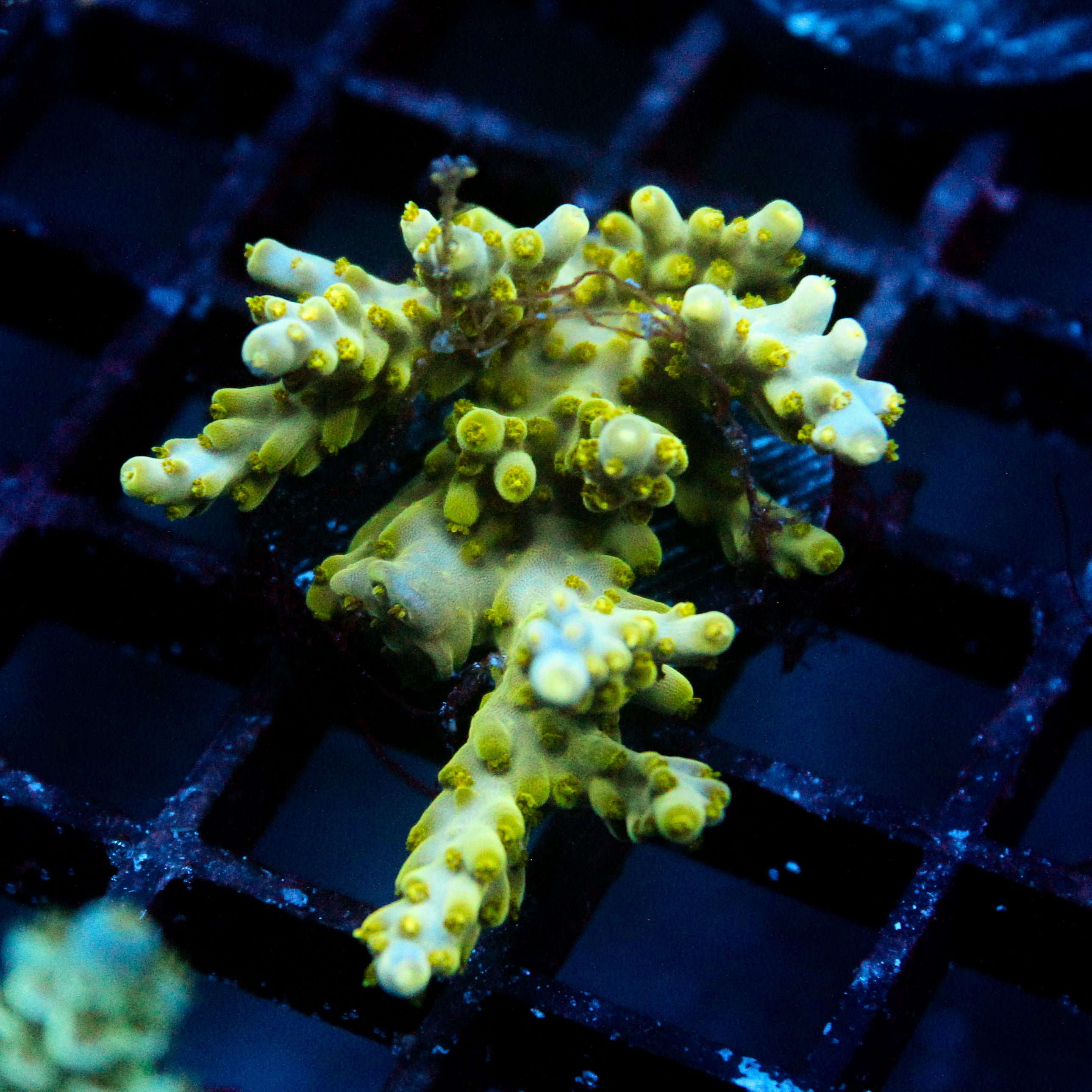 JC Frog Strike Acro