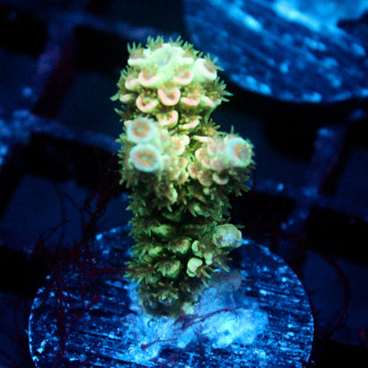 JC Petals Acro