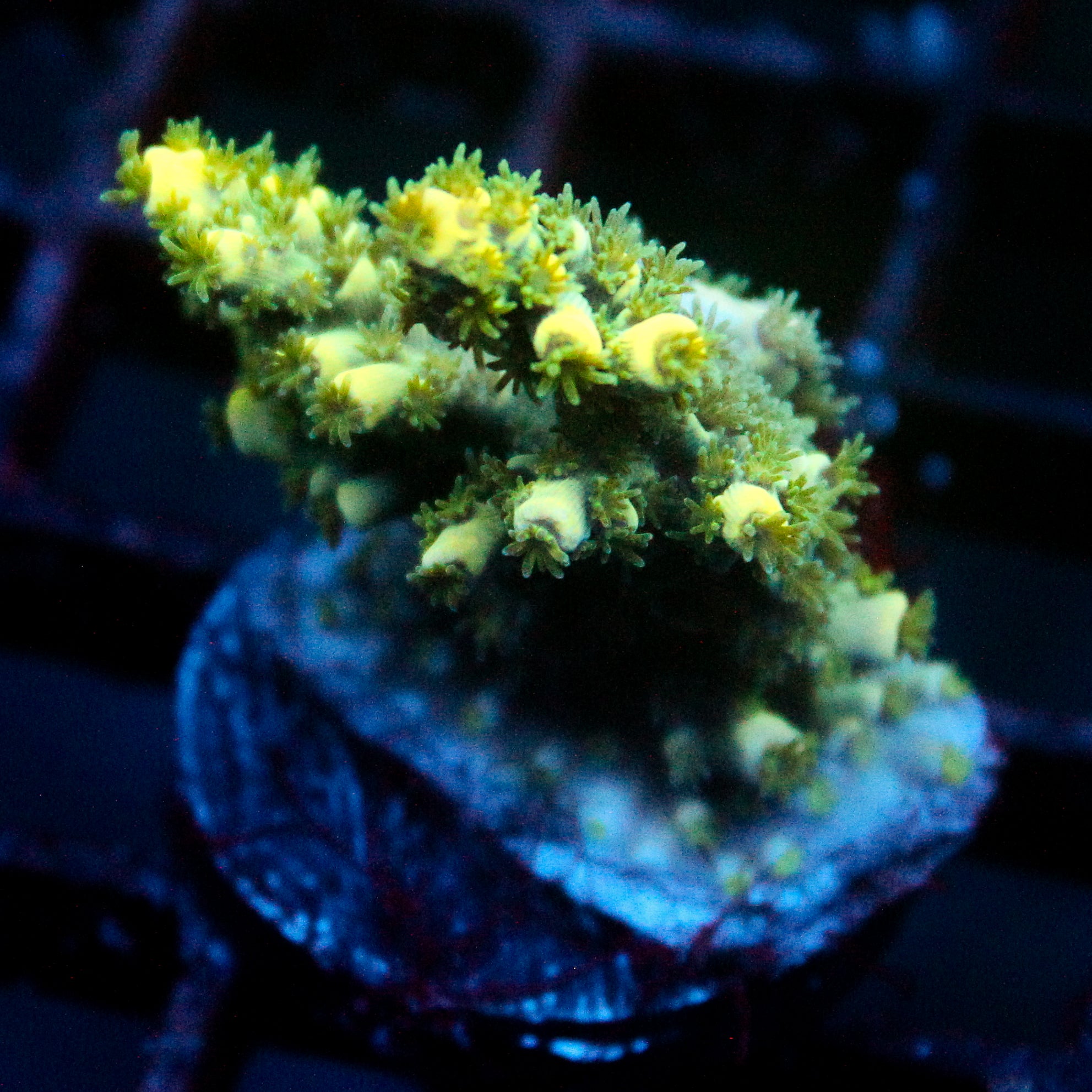JC Auramite Acro Stump Cut