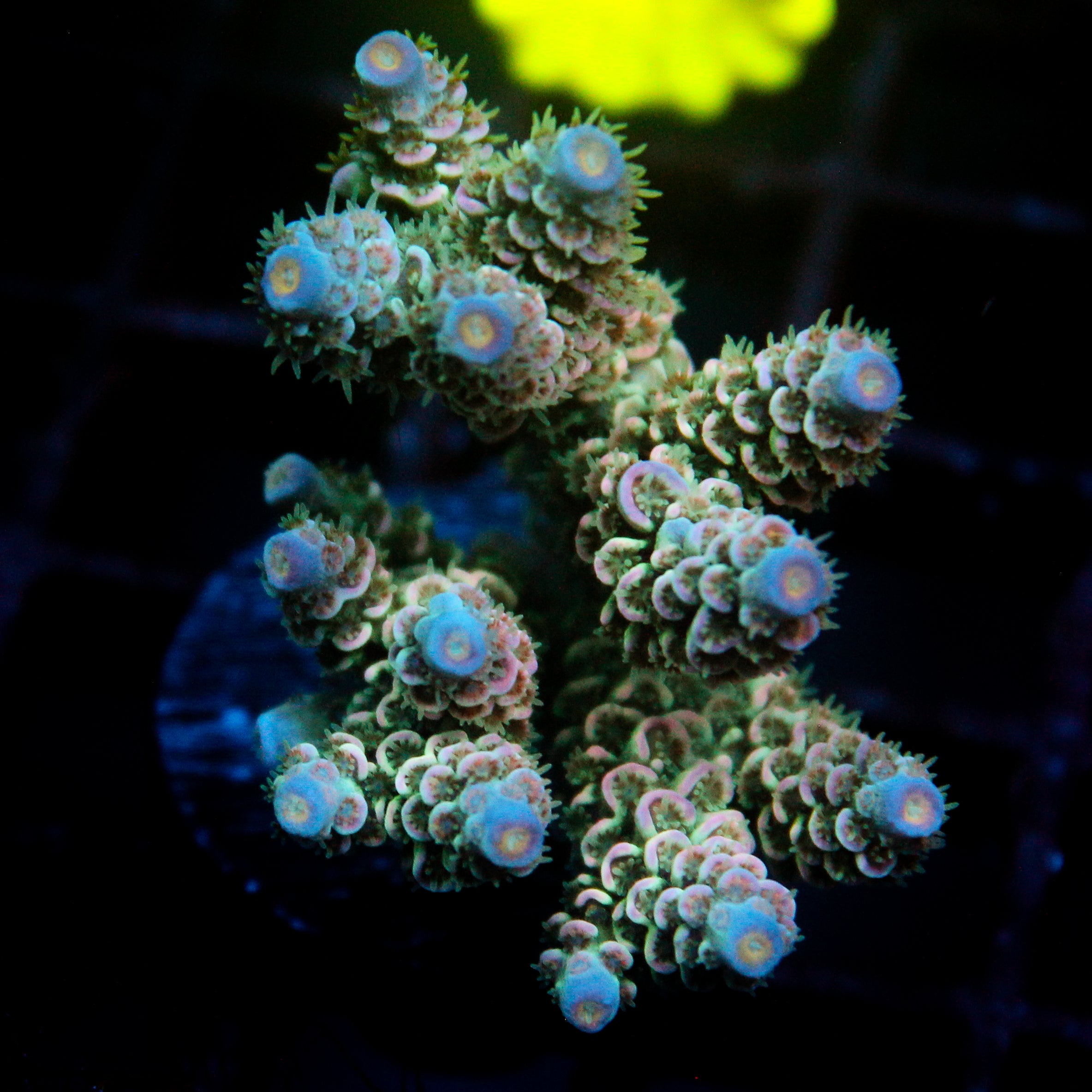 JC Petals Acro