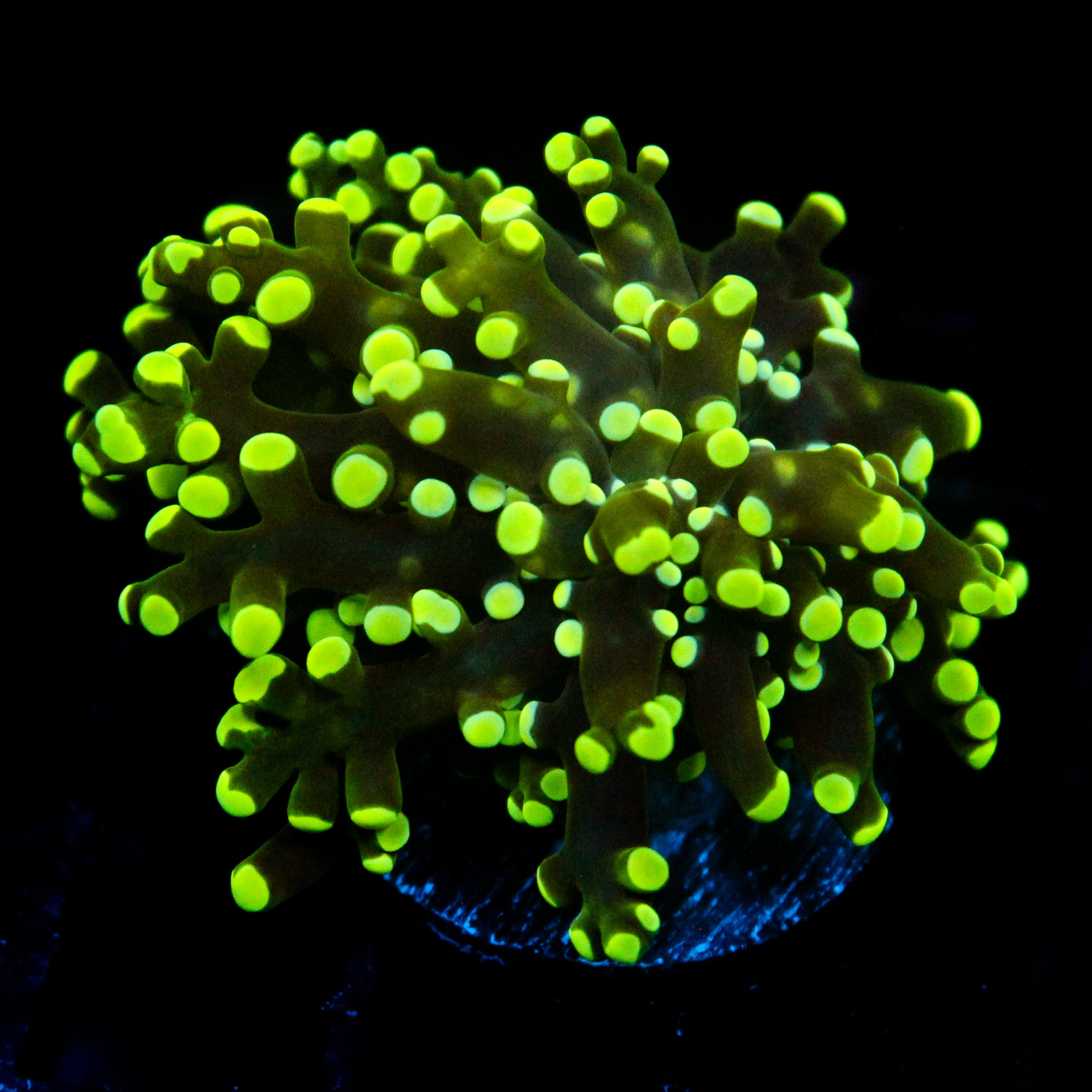 JC Minty Frogspawn