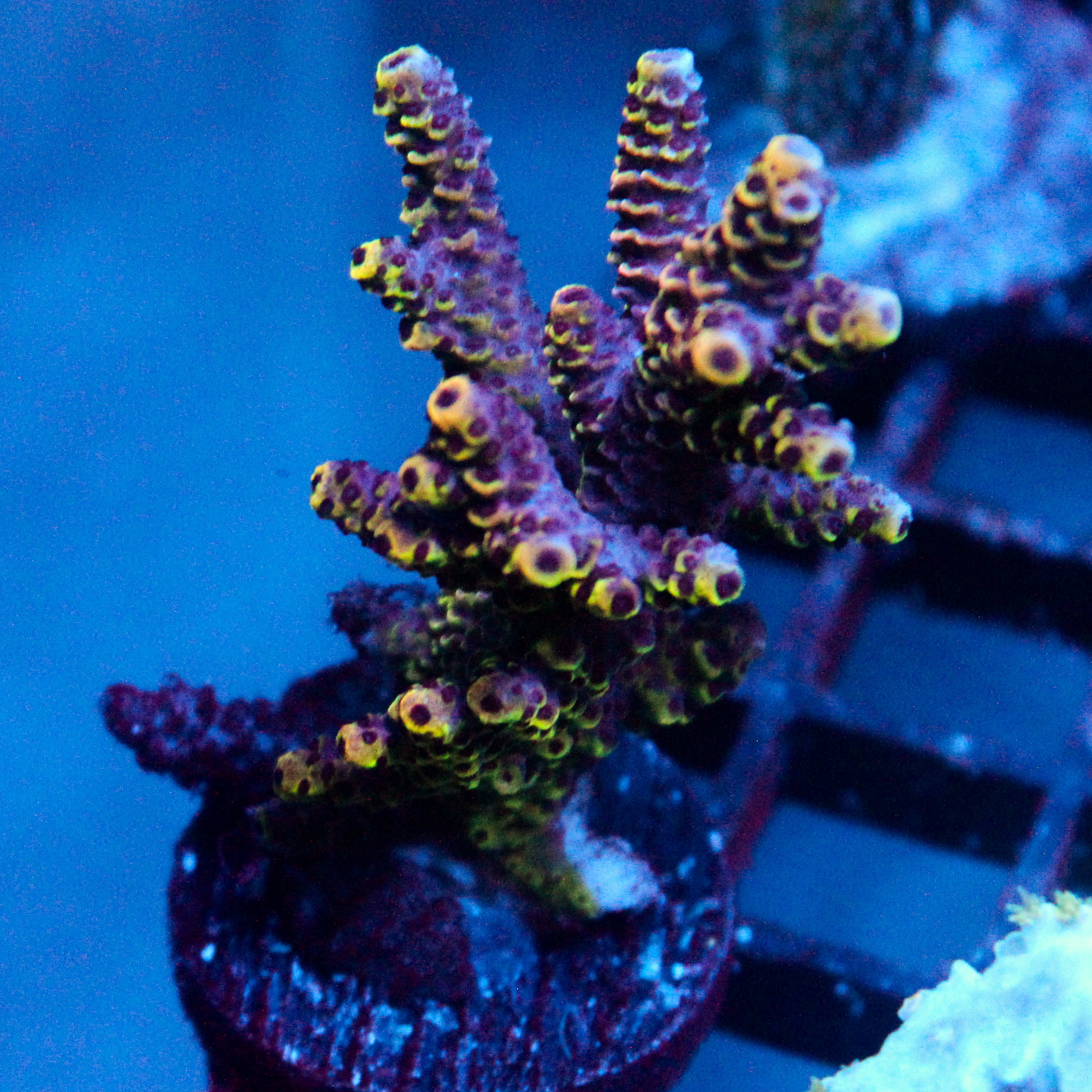 JC Purple Flux Acro