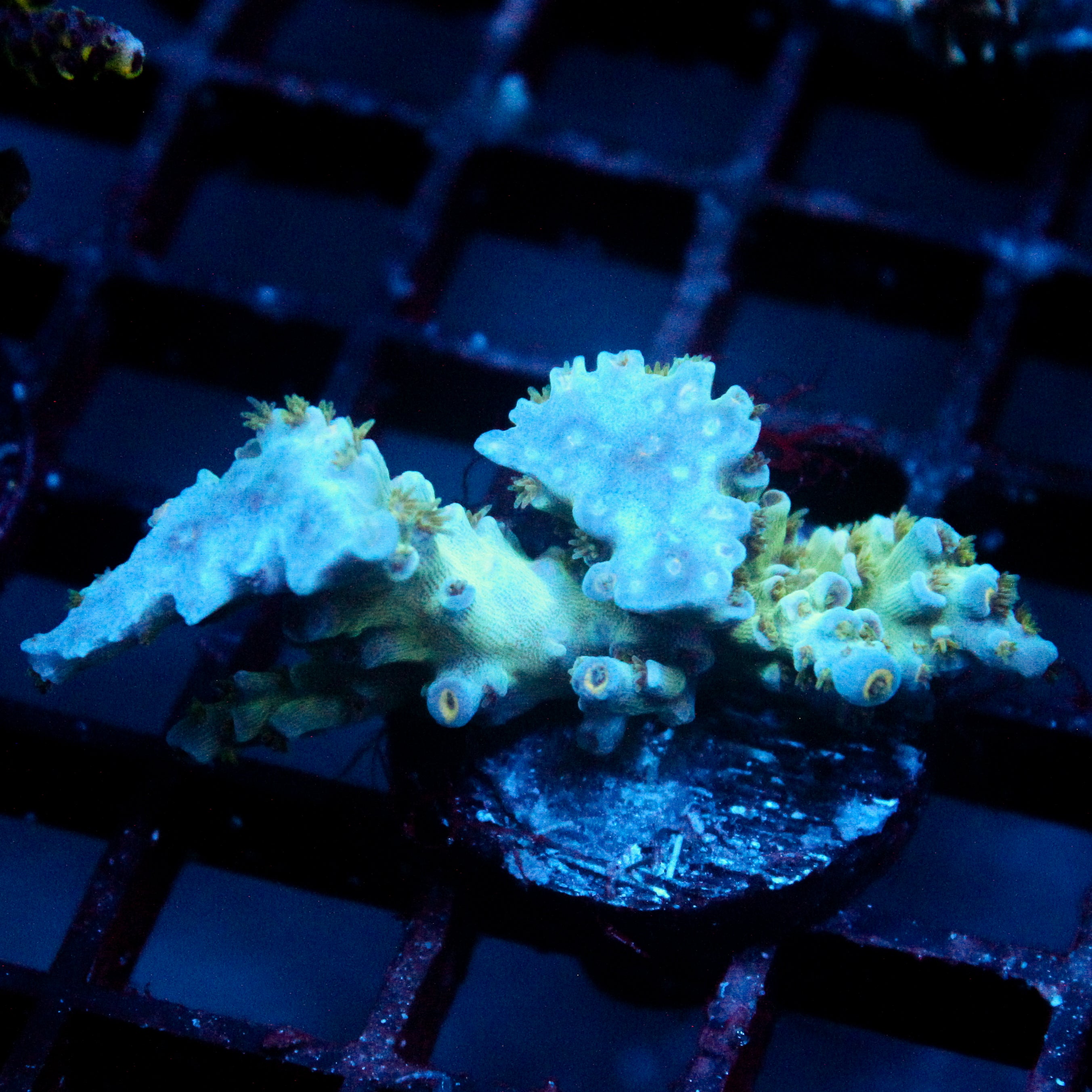 JC Green Demon Acro Stump Cut