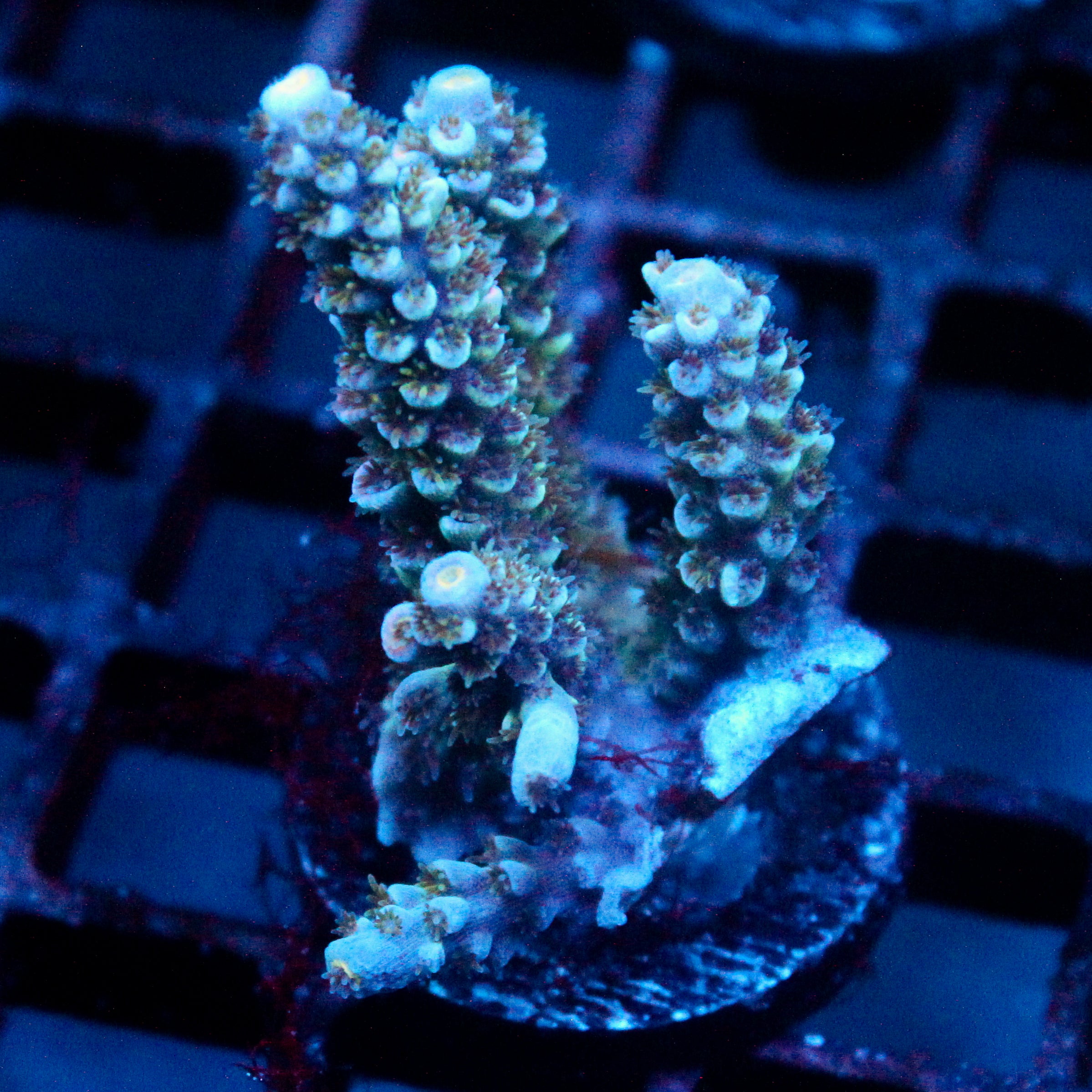 JC Petals Acro