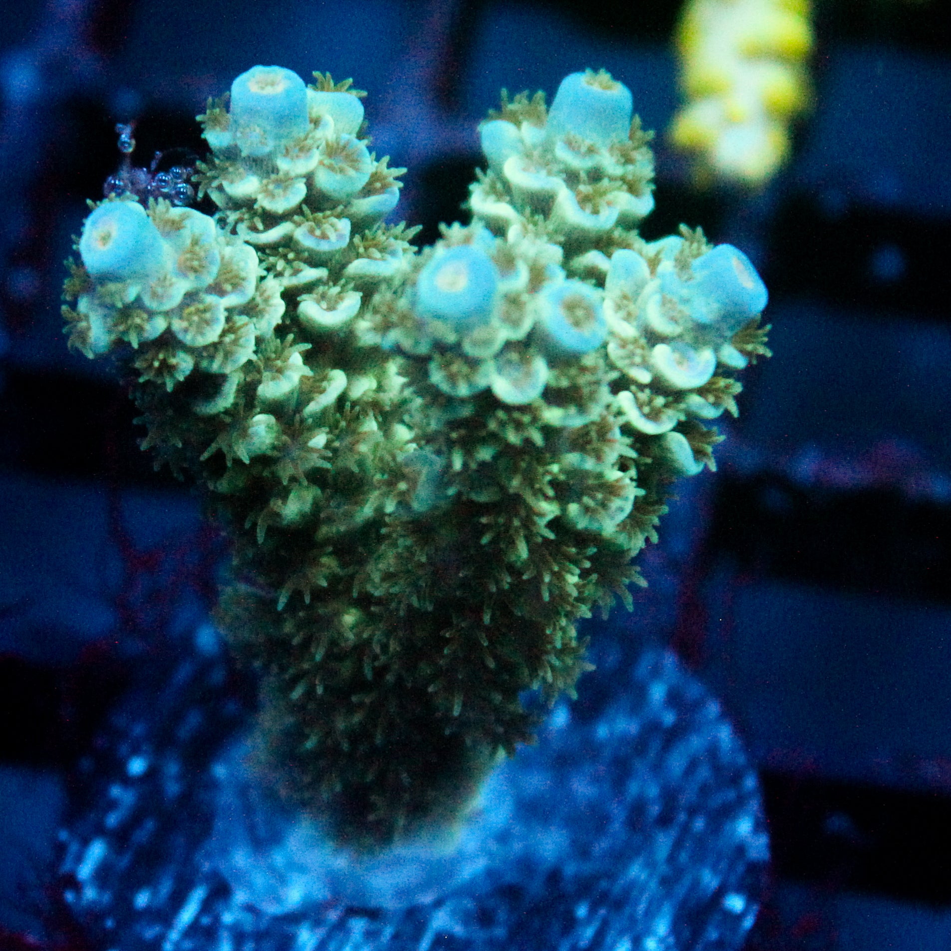 JC Blue Demon Acro