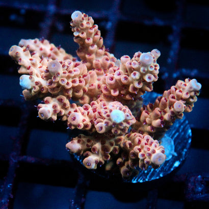 JC Pink Whisper Acro