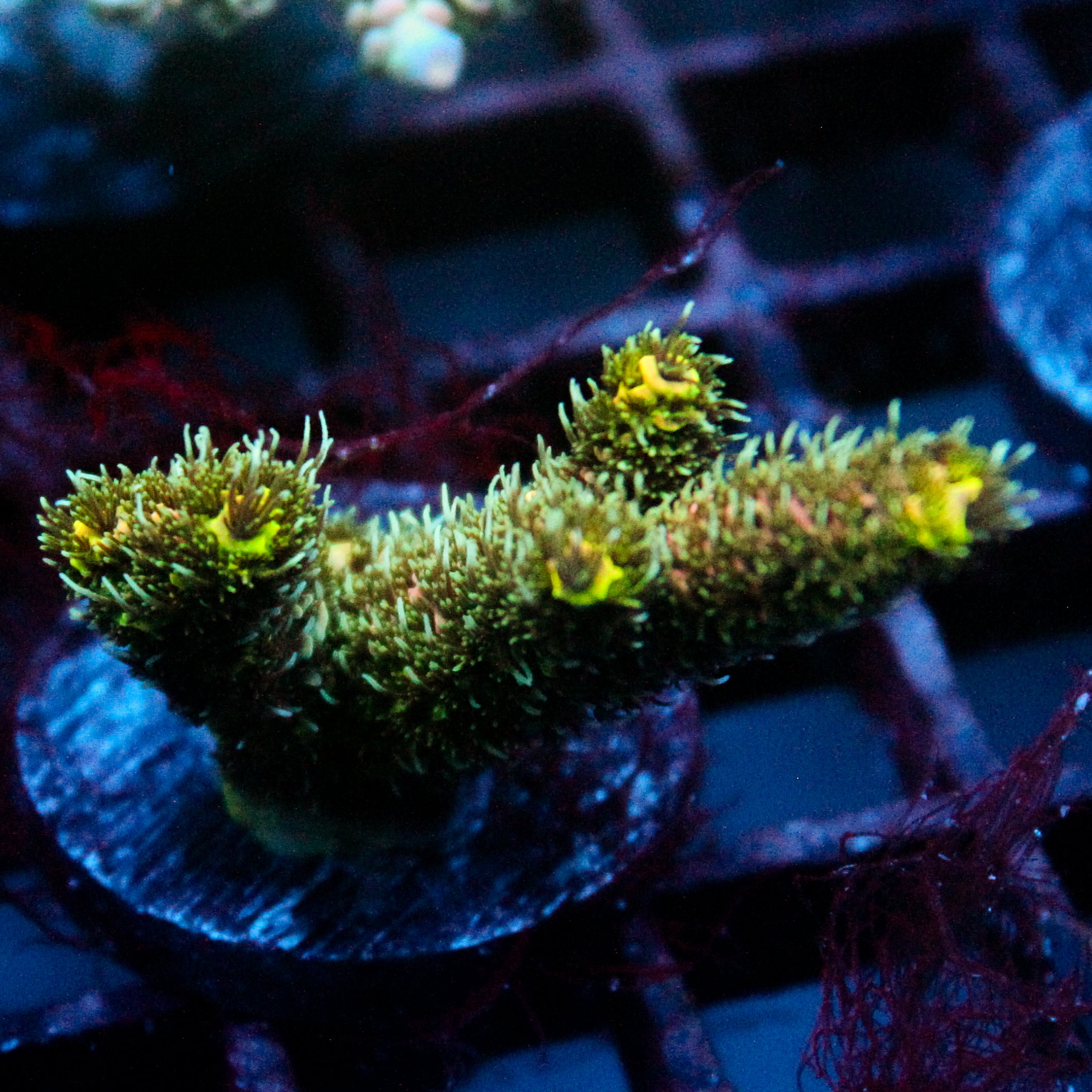 JC Green Worm Acro