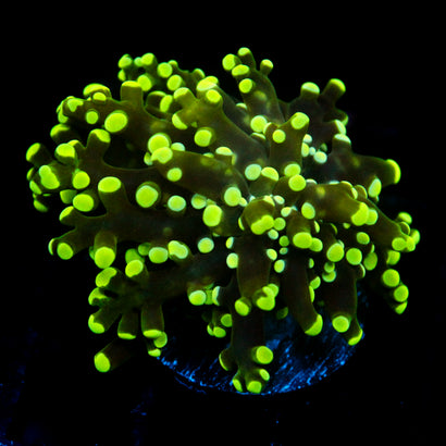 JC Minty Frogspawn